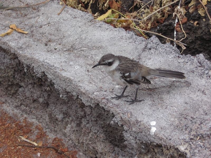 bird